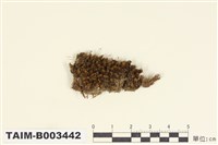 藏品(叢苔科)的圖片